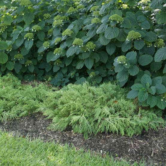 Green Celtic Pride Microbiota in garden bed edge